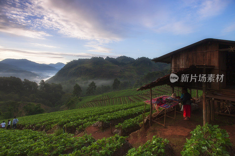 美丽的日出在草莓田梯田在doi angkang，泰国清迈